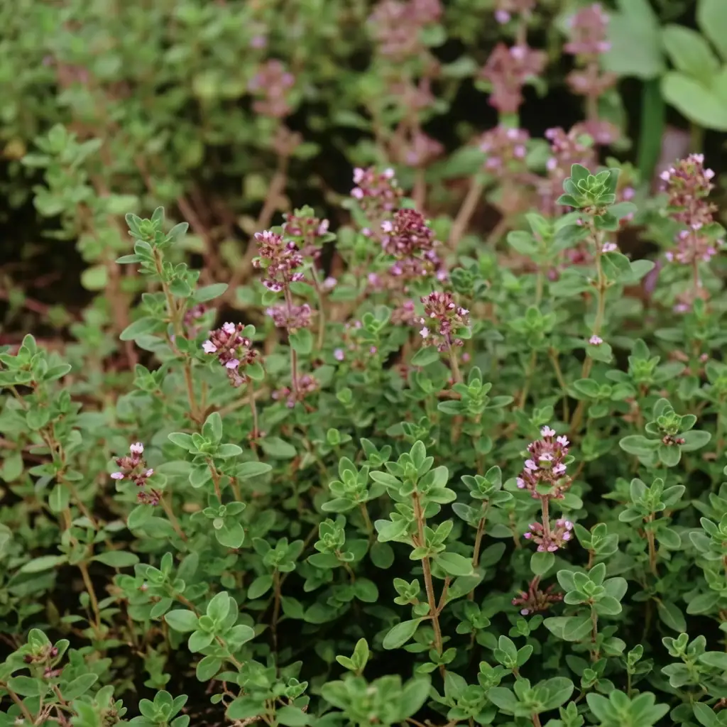 백리향 (Thymus vulgaris) — 주요 사진