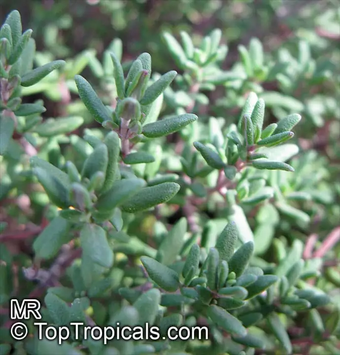 백리향 (Thymus vulgaris) — 연출 사진