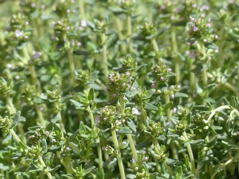 백리향 (Thymus vulgaris) — 추가 사진
