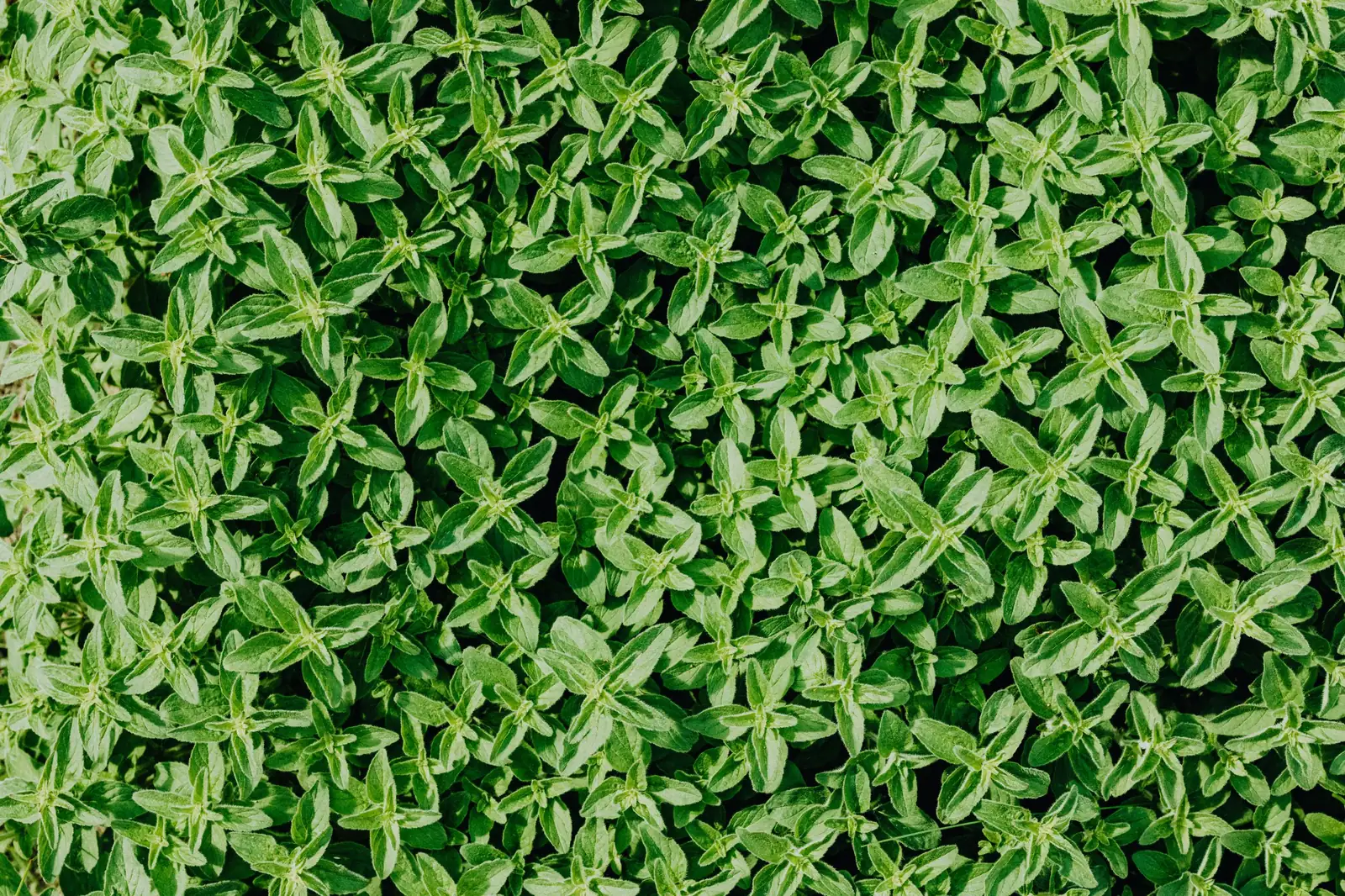 백리향 (Thymus vulgaris) — 추가 사진