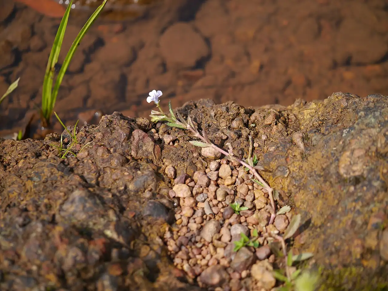 泥花草 (Lindernia antipoda) — 更多视角
