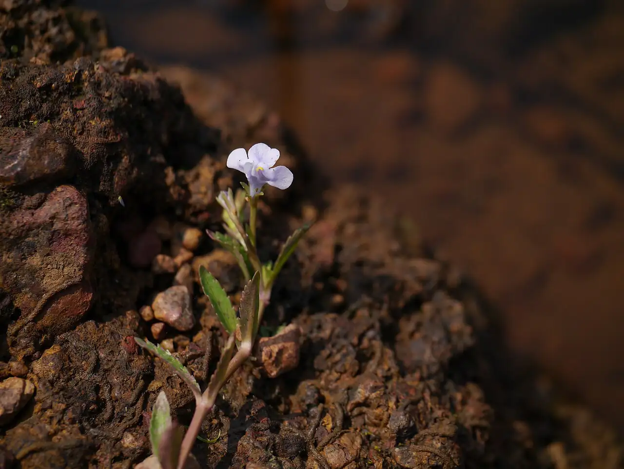 泥花草 (Lindernia antipoda) — 环境展示
