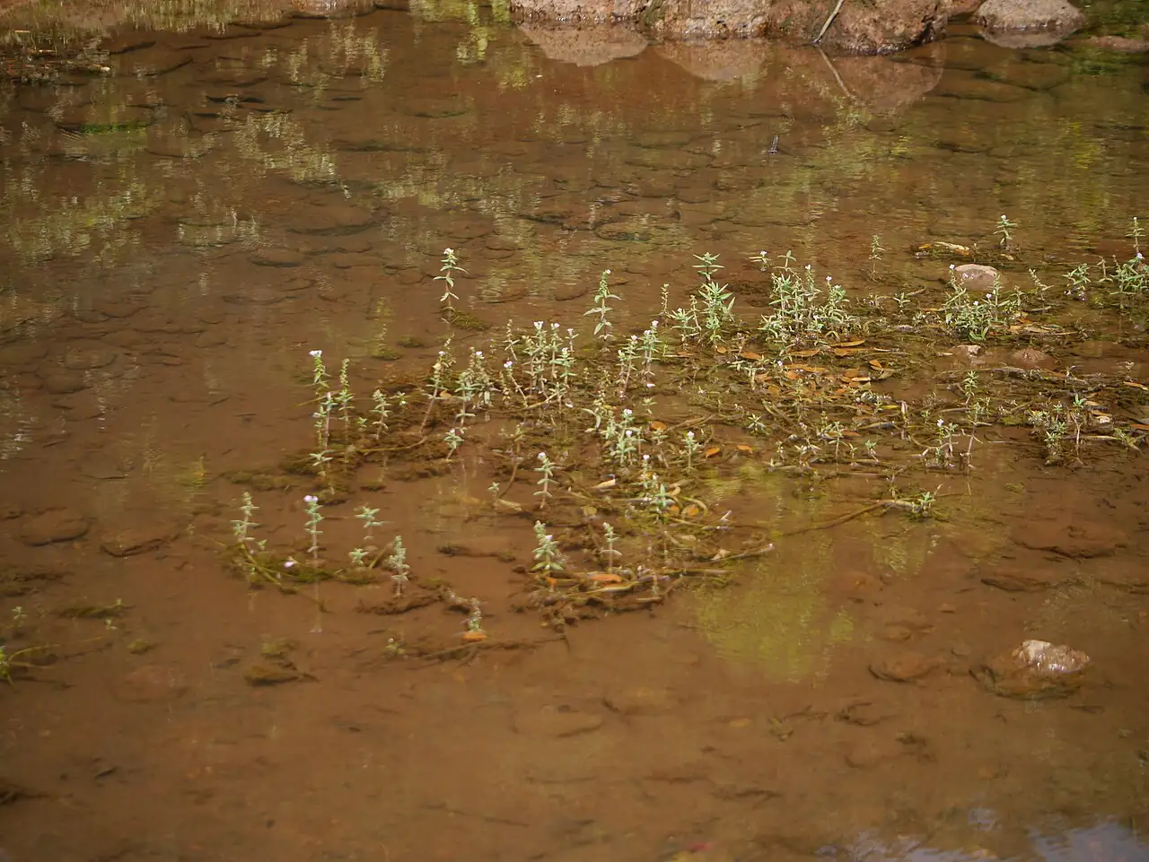 泥花草 (Lindernia antipoda) — 更多视角