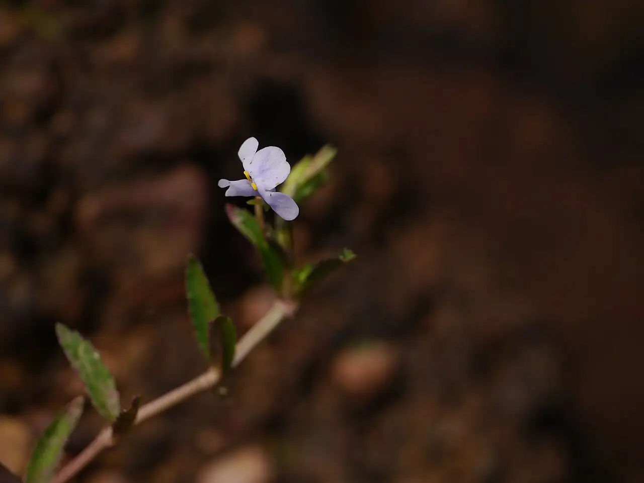 泥花草 (Lindernia antipoda) — 更多视角