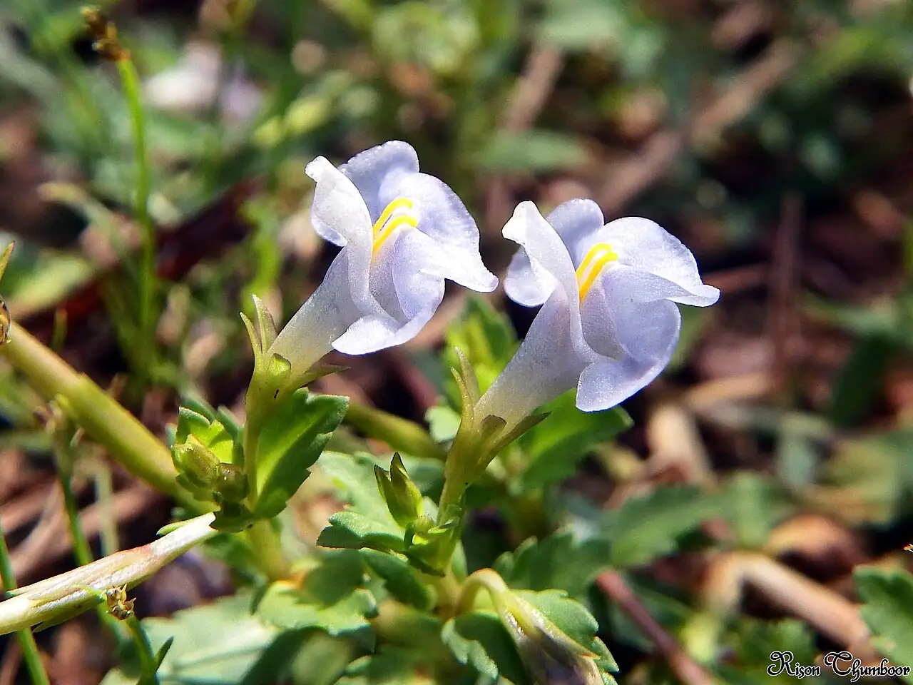 泥花草 (Lindernia antipoda) — 特写