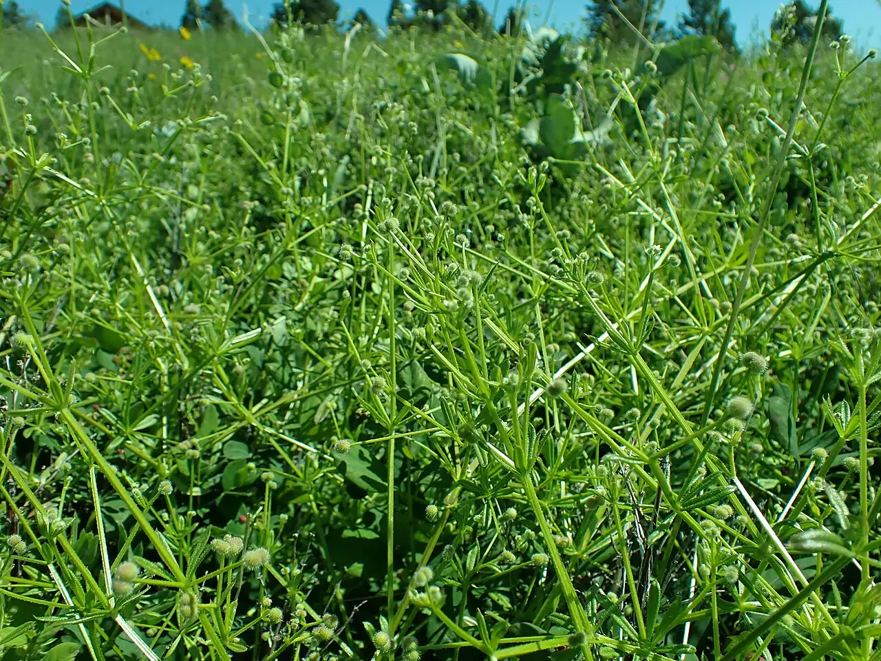 拉拉藤 (Galium aparine var. echinospermum) — 环境展示