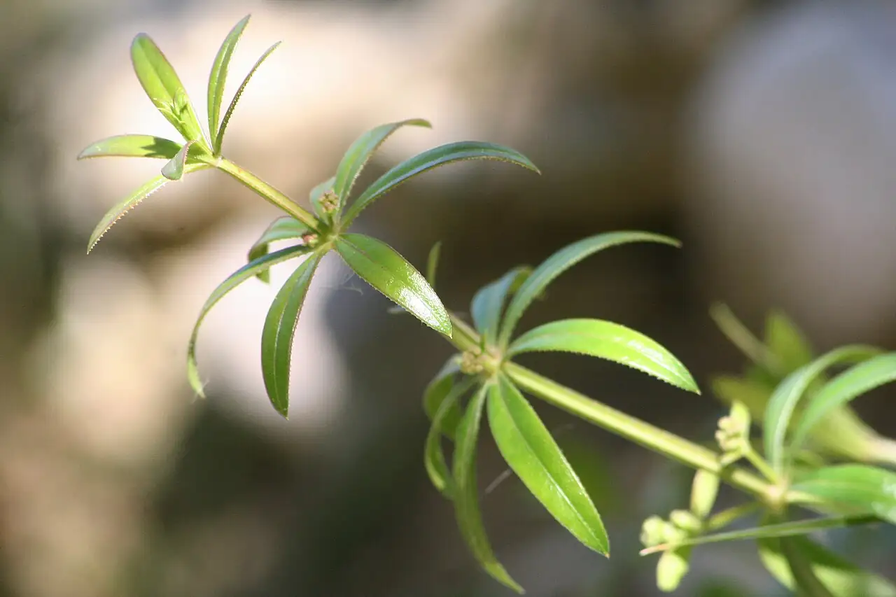 拉拉藤 (Galium aparine var. echinospermum) — 更多视角