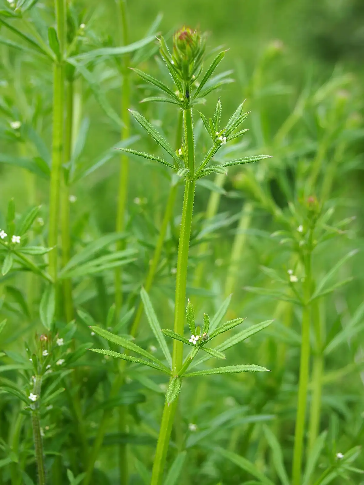 拉拉藤 (Galium aparine var. echinospermum) — 更多视角