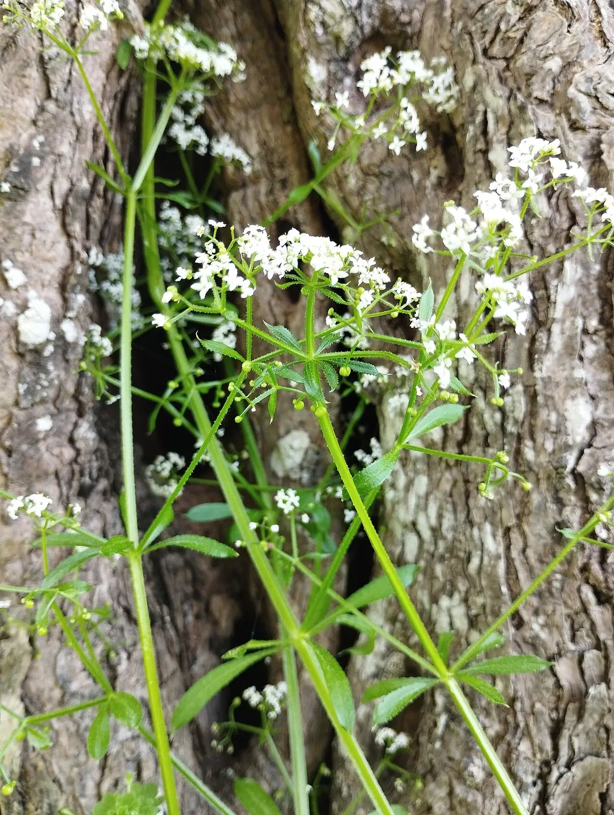 拉拉藤 (Galium aparine var. echinospermum) — 更多视角