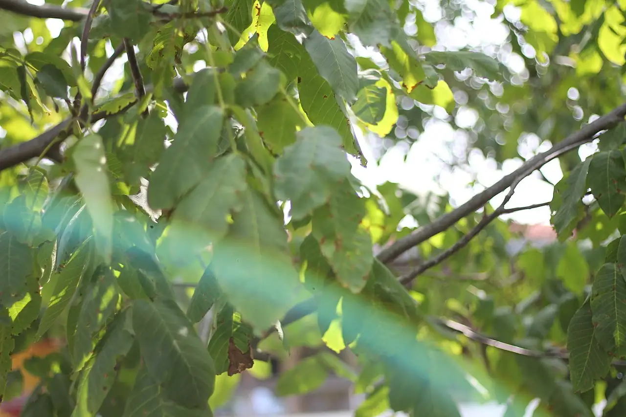 胡桃 (Juglans regia) — 环境展示