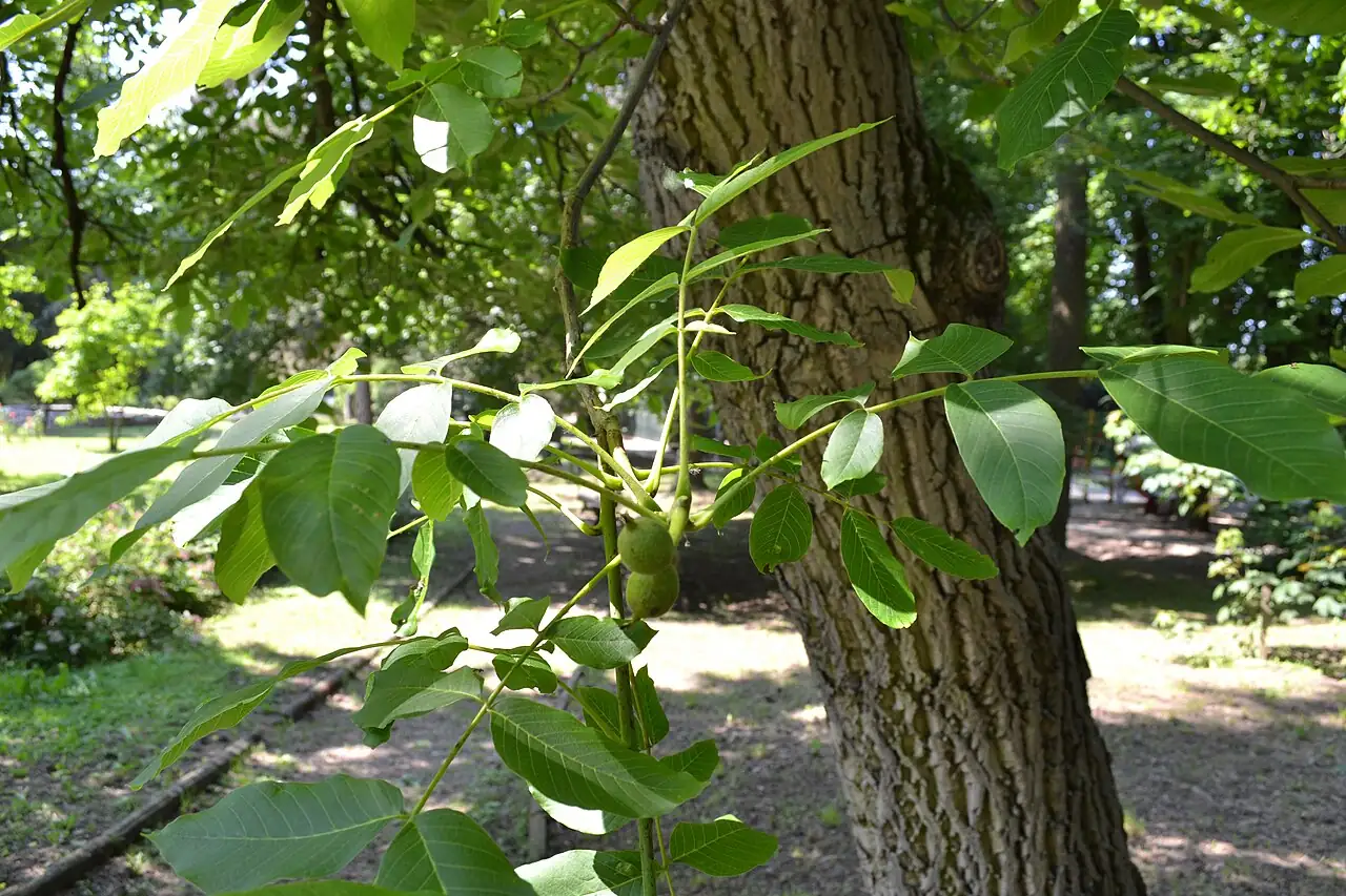 胡桃 (Juglans regia) — 细节
