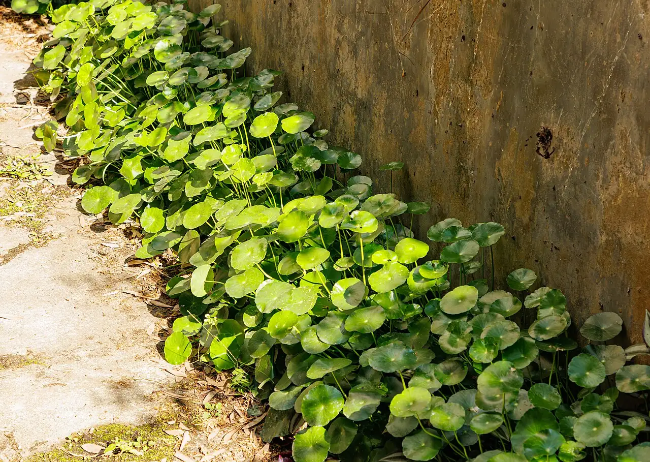 天胡荽 (Hydrocotyle sibthorpioides) — 更多视角