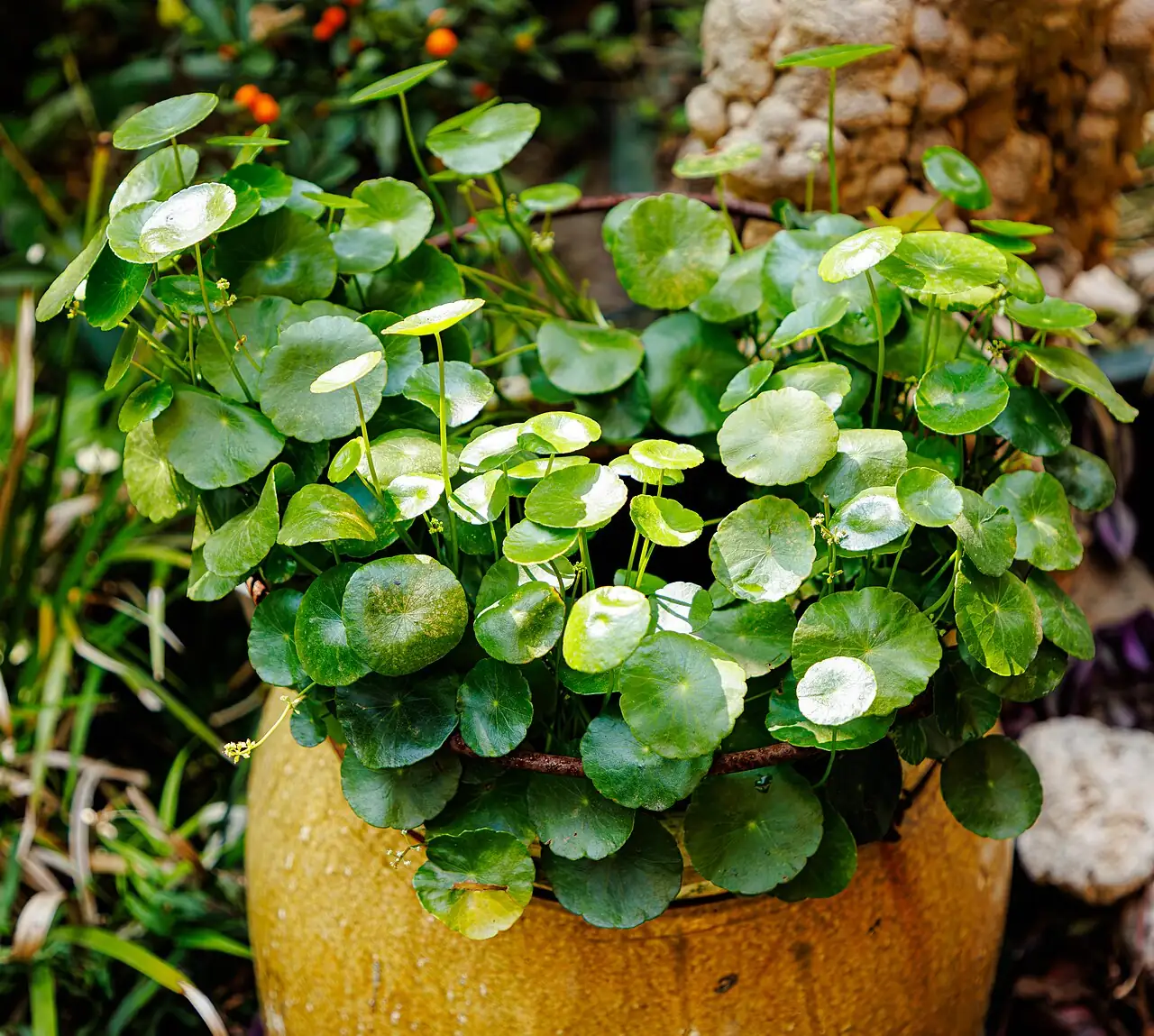 天胡荽 (Hydrocotyle sibthorpioides) — 环境展示