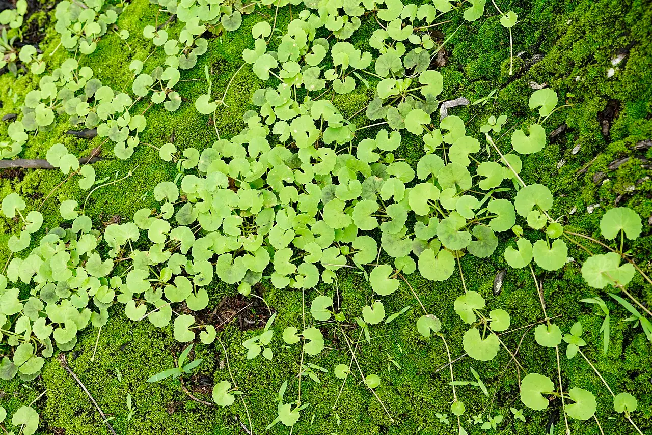 天胡荽 (Hydrocotyle sibthorpioides) — 更多视角