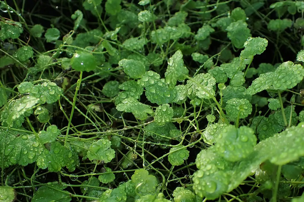 天胡荽 (Hydrocotyle sibthorpioides) — 特写