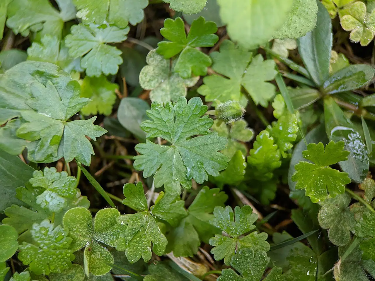 天胡荽 (Hydrocotyle sibthorpioides) — 细节