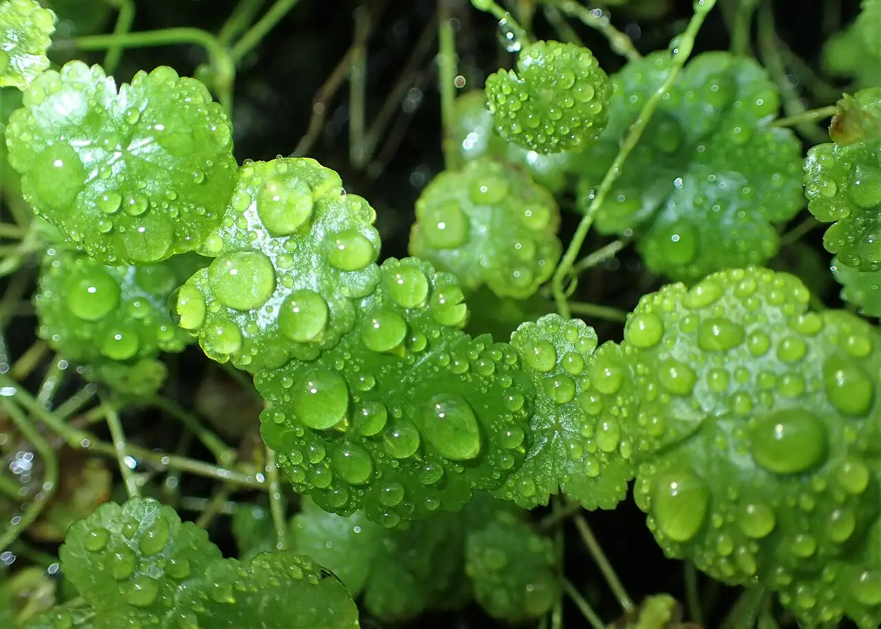天胡荽 (Hydrocotyle sibthorpioides) — 主图