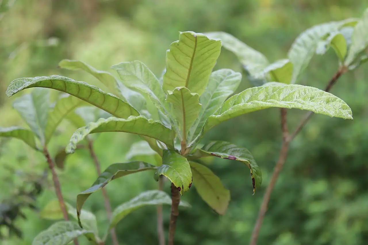 枇杷 (Eriobotrya japonica) — 环境展示