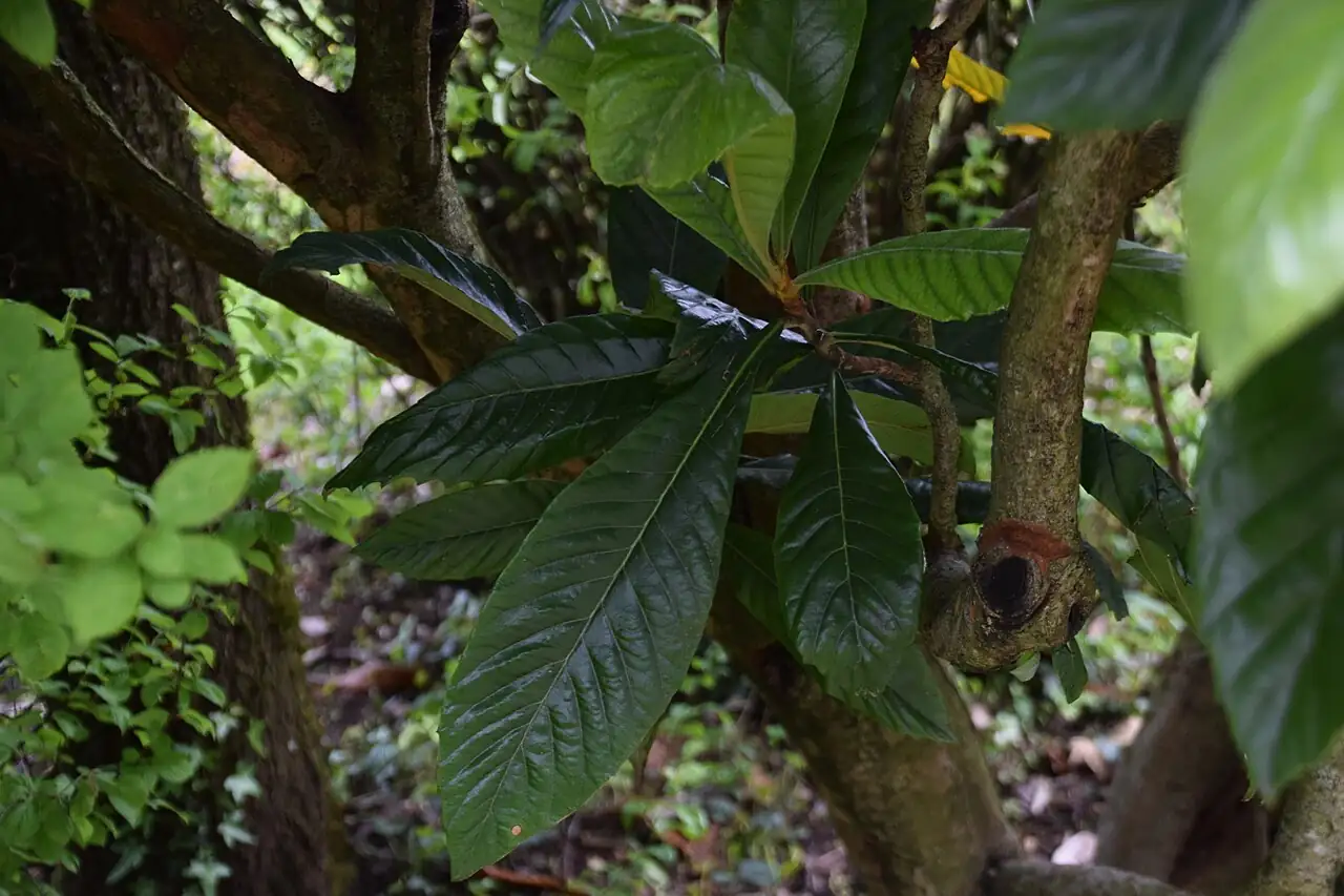 枇杷 (Eriobotrya japonica) — 更多视角