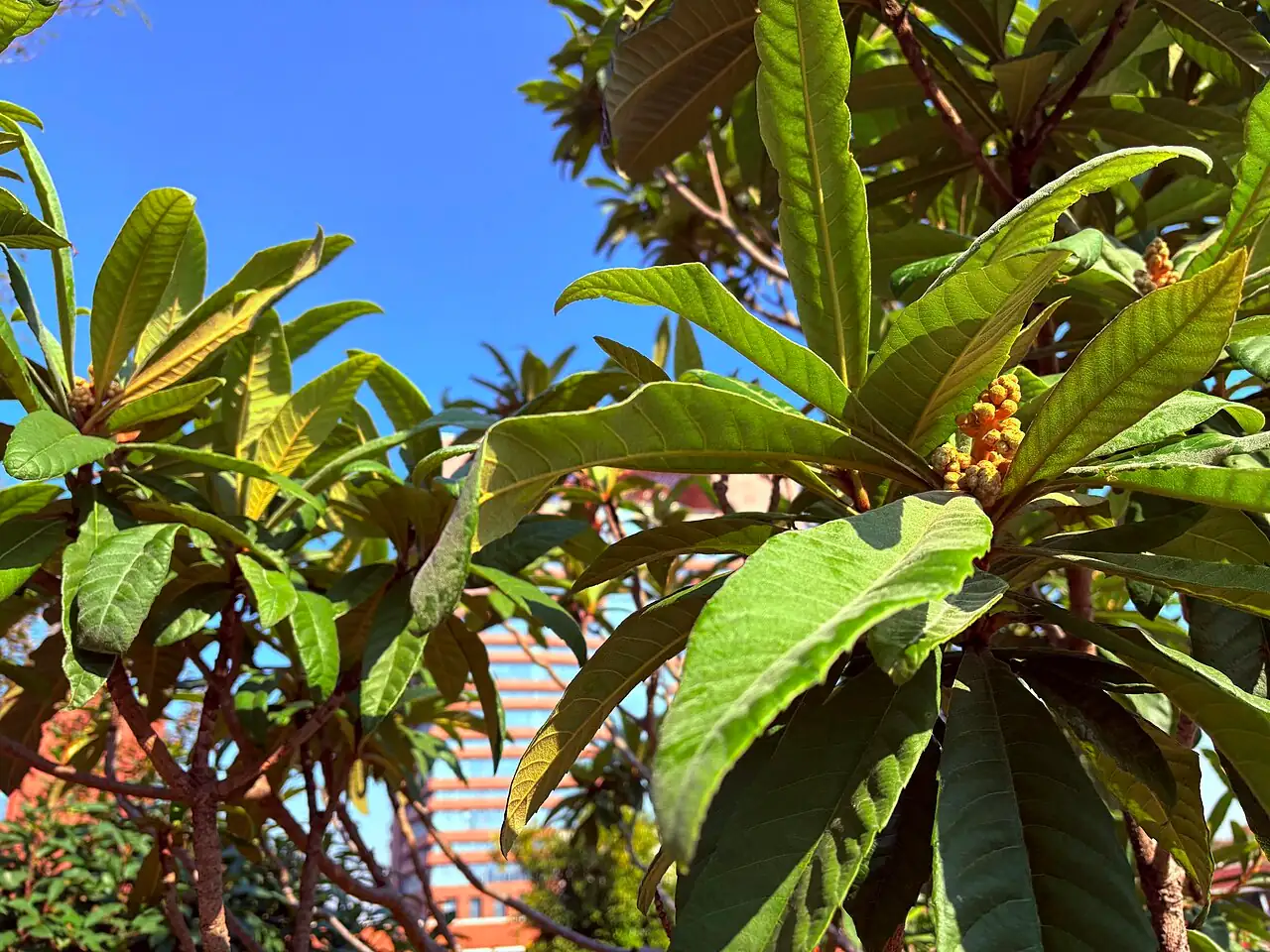 枇杷 (Eriobotrya japonica) — 更多视角