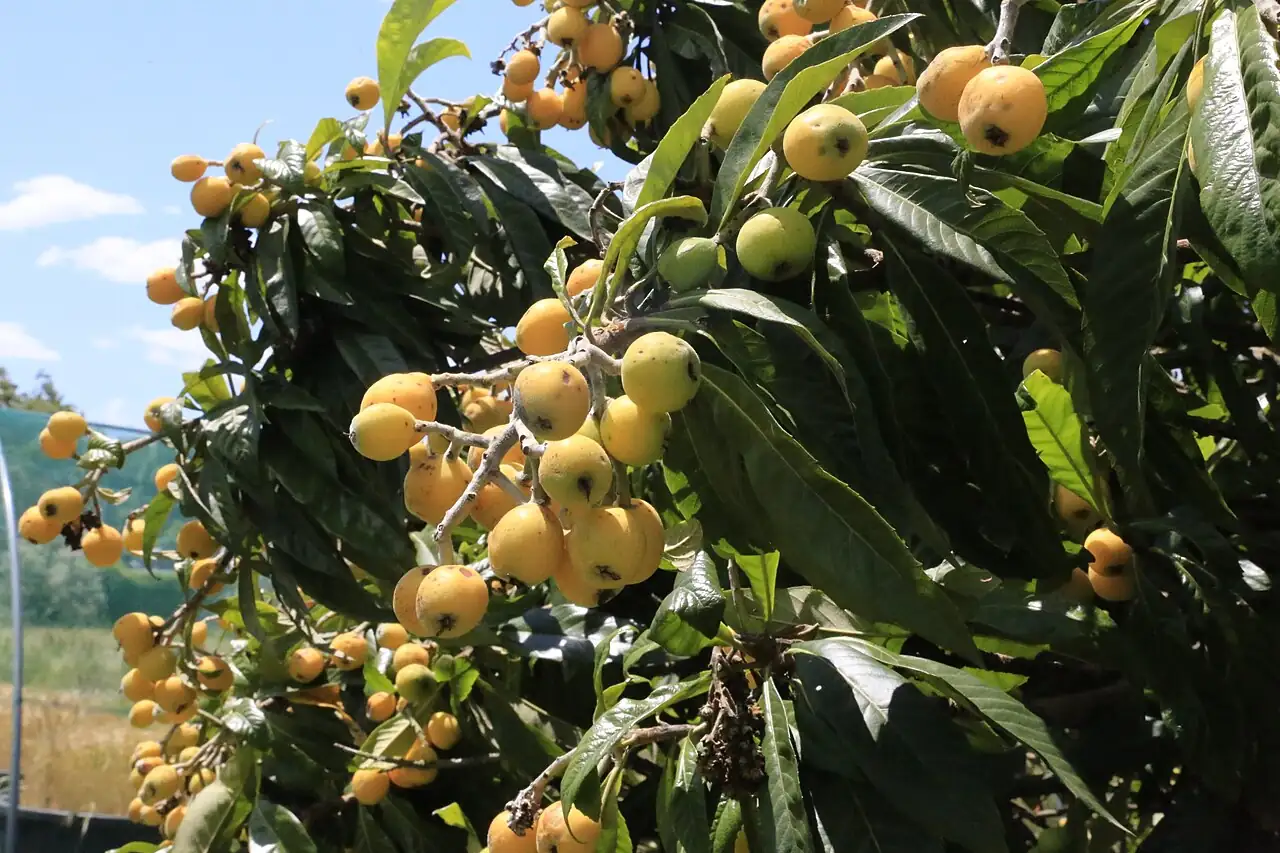 枇杷 (Eriobotrya japonica) — 更多视角