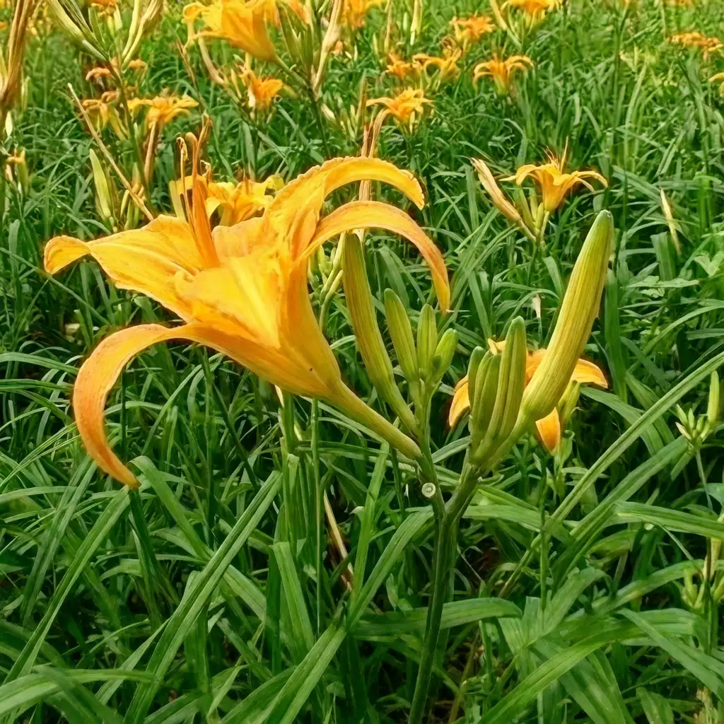 金针菜 (Hemerocallis citrina) — 更多视角