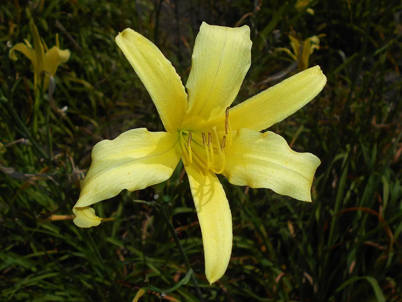 金针菜 (Hemerocallis citrina) — 主图