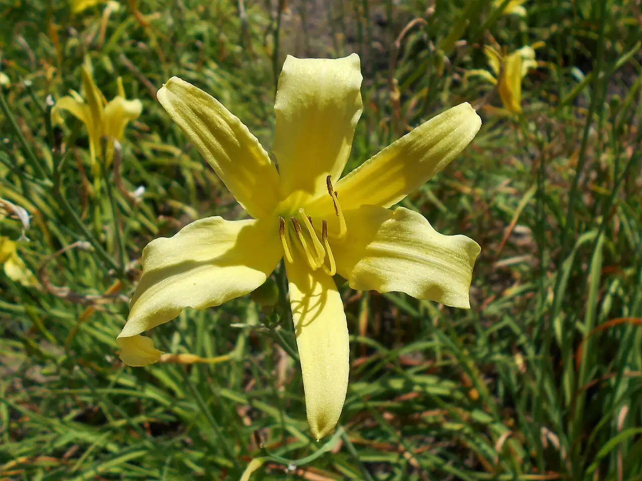 金针菜 (Hemerocallis citrina) — 细节