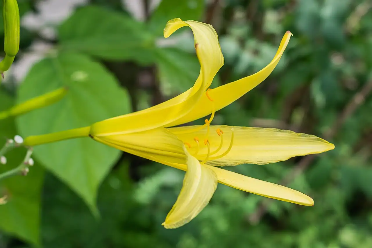 金针菜 (Hemerocallis citrina) — 特写
