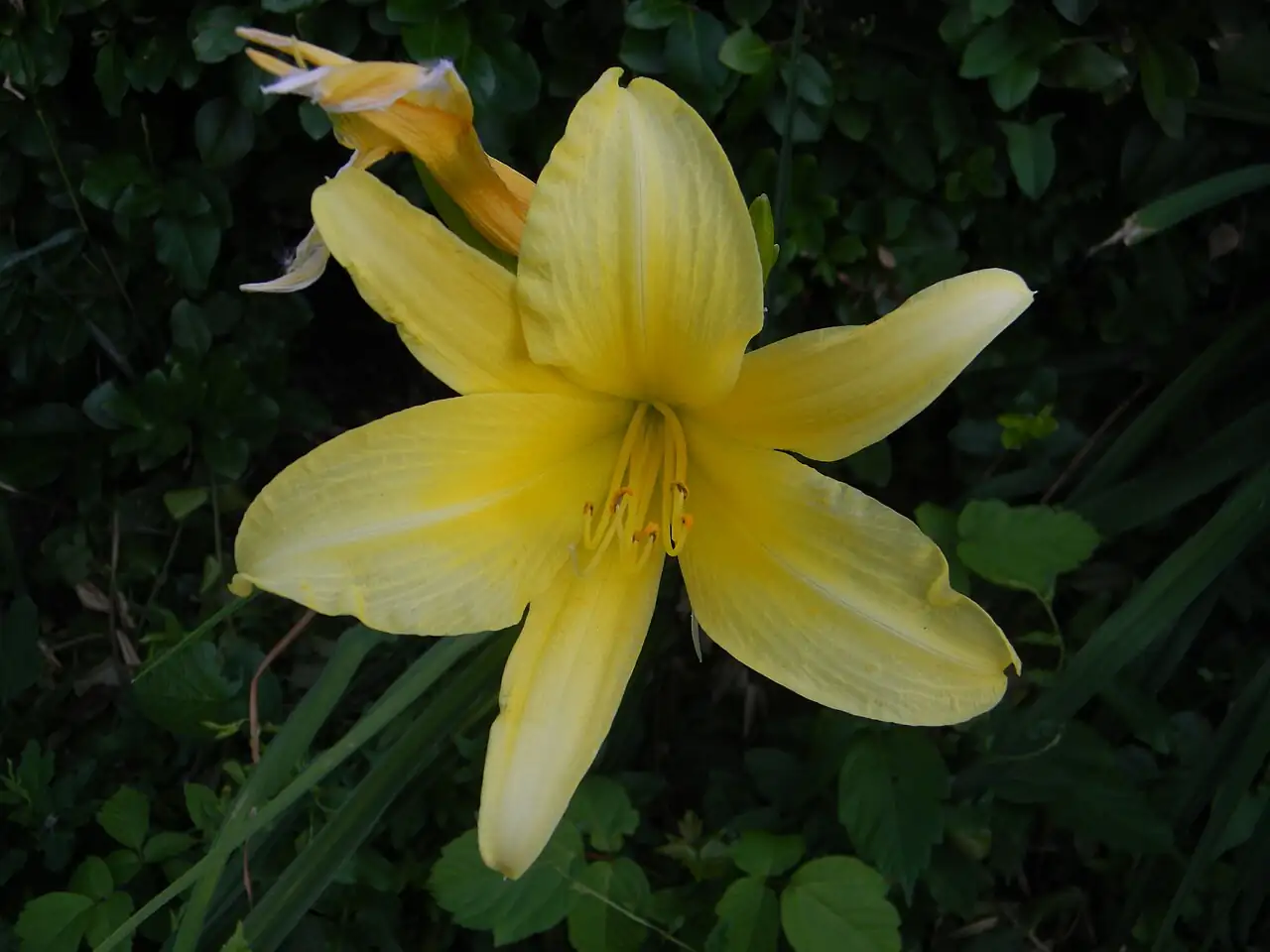 金针菜 (Hemerocallis citrina) — 环境展示