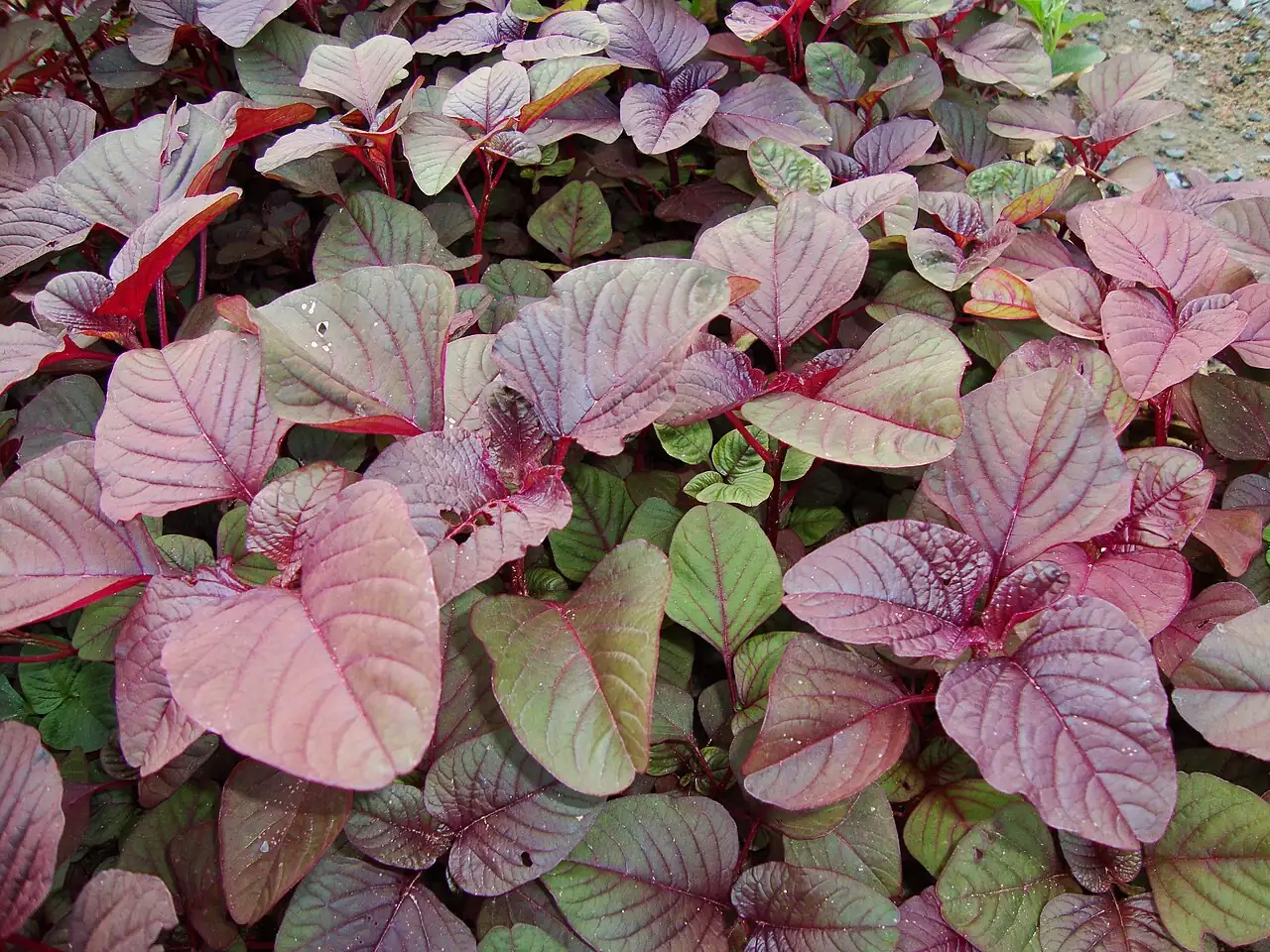 苋 (Amaranthus tricolor) — 细节