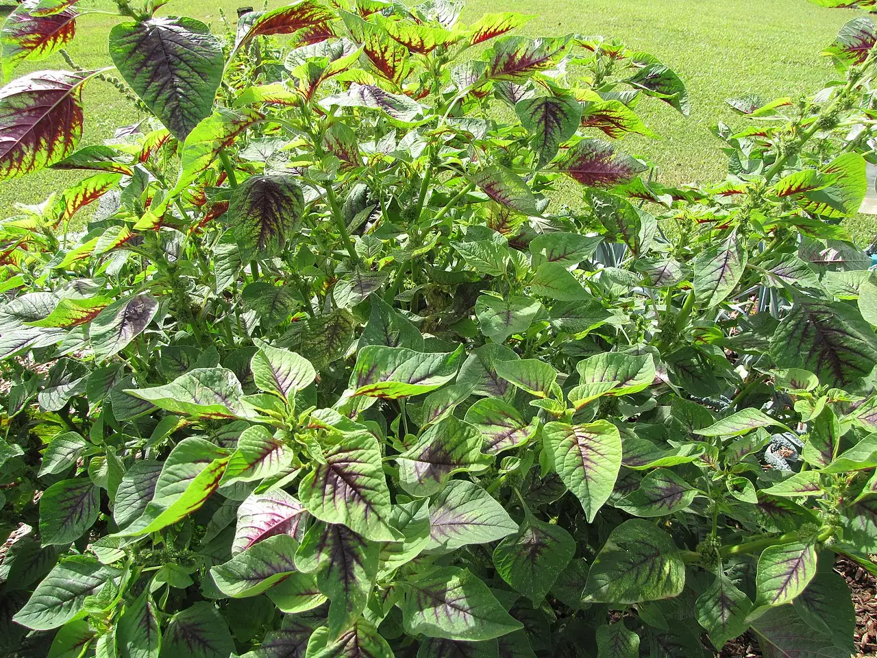 苋 (Amaranthus tricolor) — 环境展示