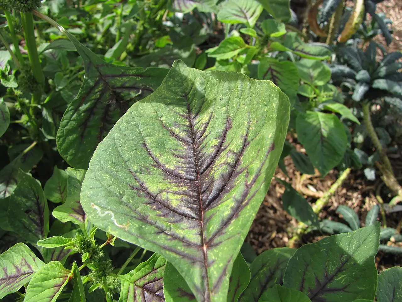 苋 (Amaranthus tricolor) — 更多视角
