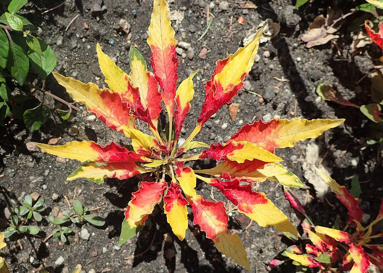 苋 (Amaranthus tricolor) — 更多视角