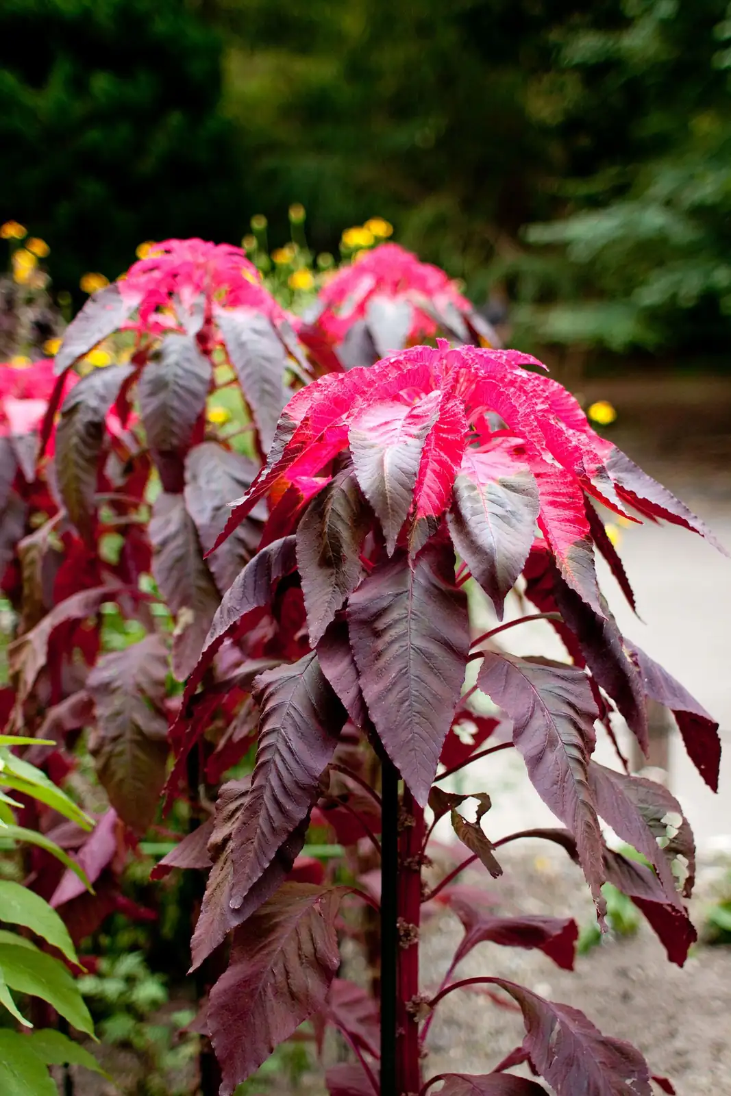 苋 (Amaranthus tricolor) — 更多视角