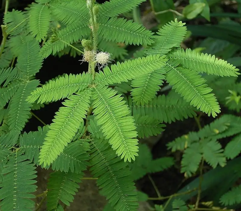 オジギソウ (Mimosa pudica L.) — 全景