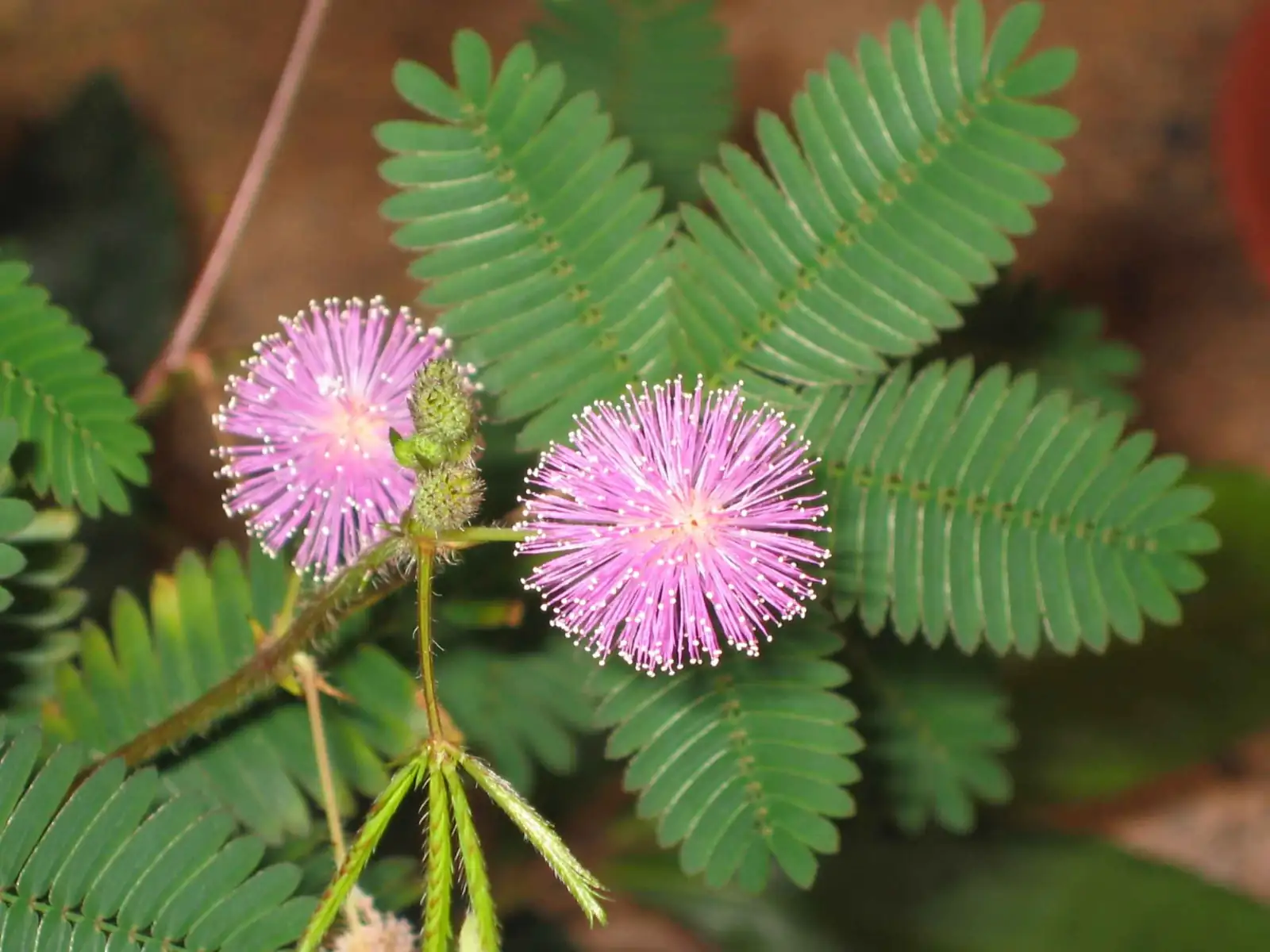 オジギソウ (Mimosa pudica L.) — 詳細