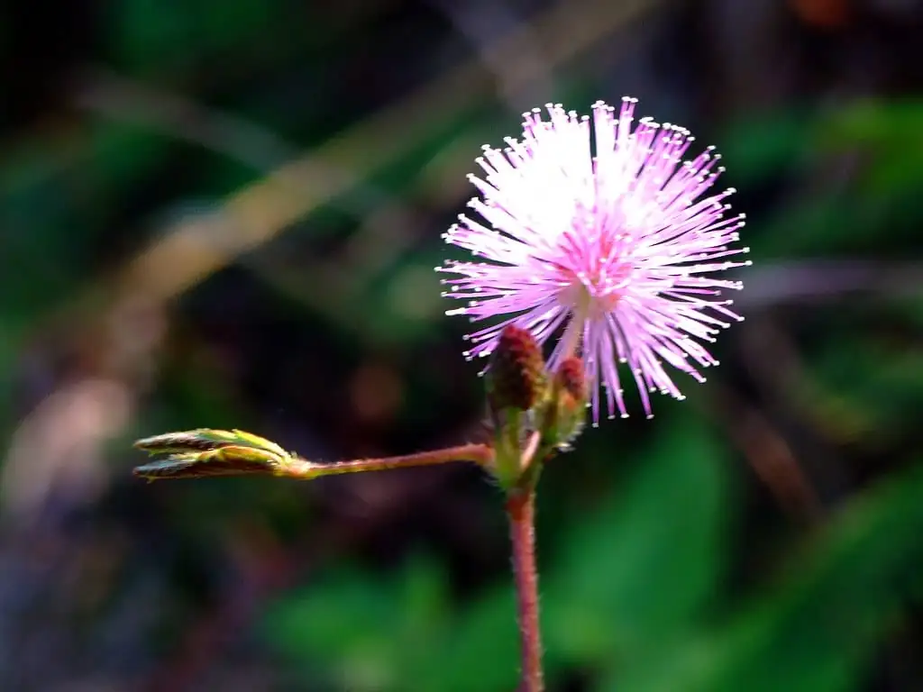 オジギソウ (Mimosa pudica L.) — クローズアップ