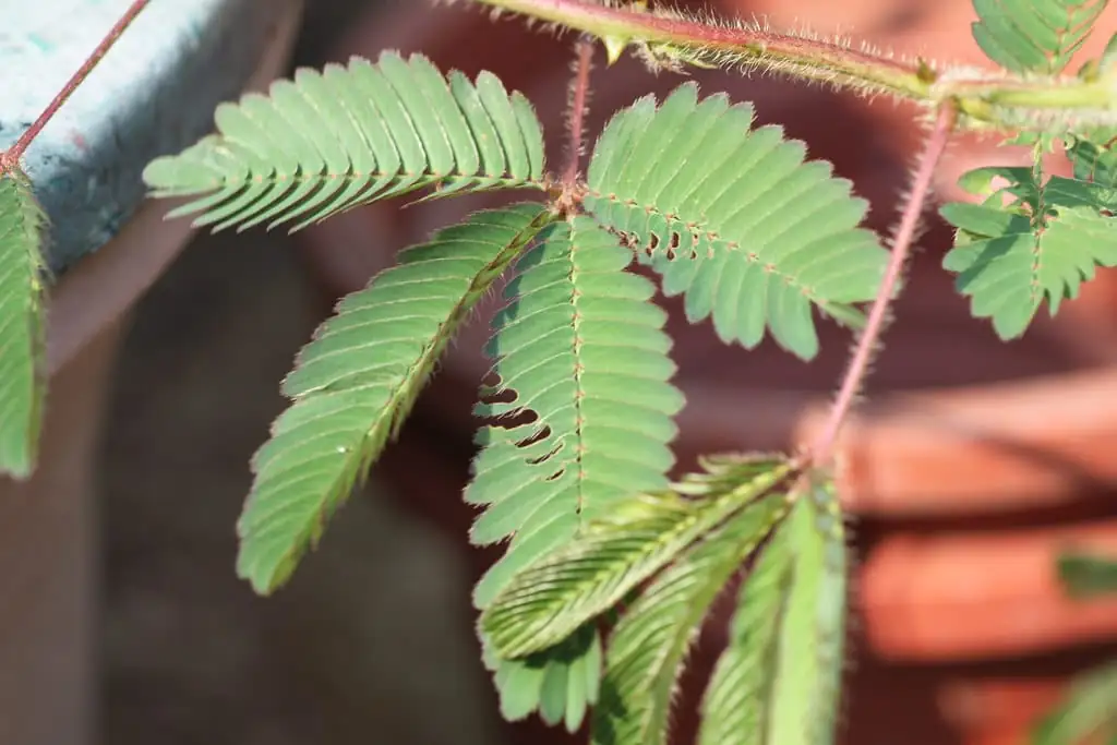 オジギソウ (Mimosa pudica L.) — 設置例