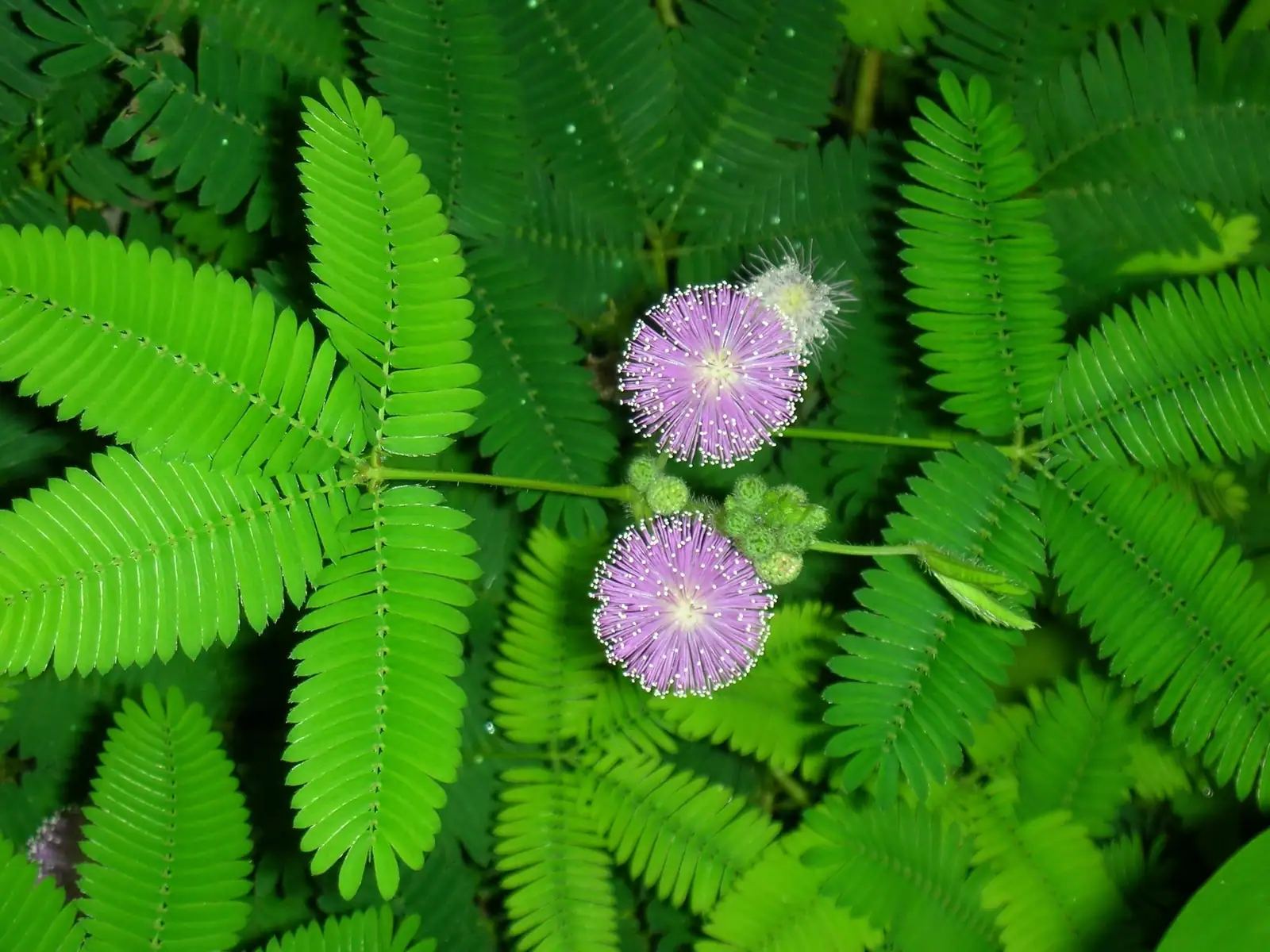 オジギソウ (Mimosa pudica L.) — 追加ビュー