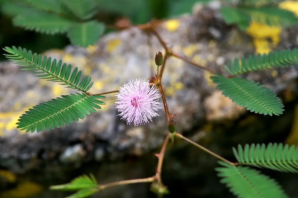 オジギソウ (Mimosa pudica L.) — 追加ビュー