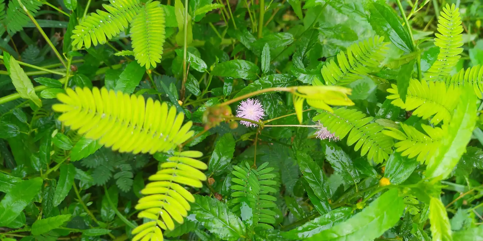 オジギソウ (Mimosa pudica L.) — 追加ビュー