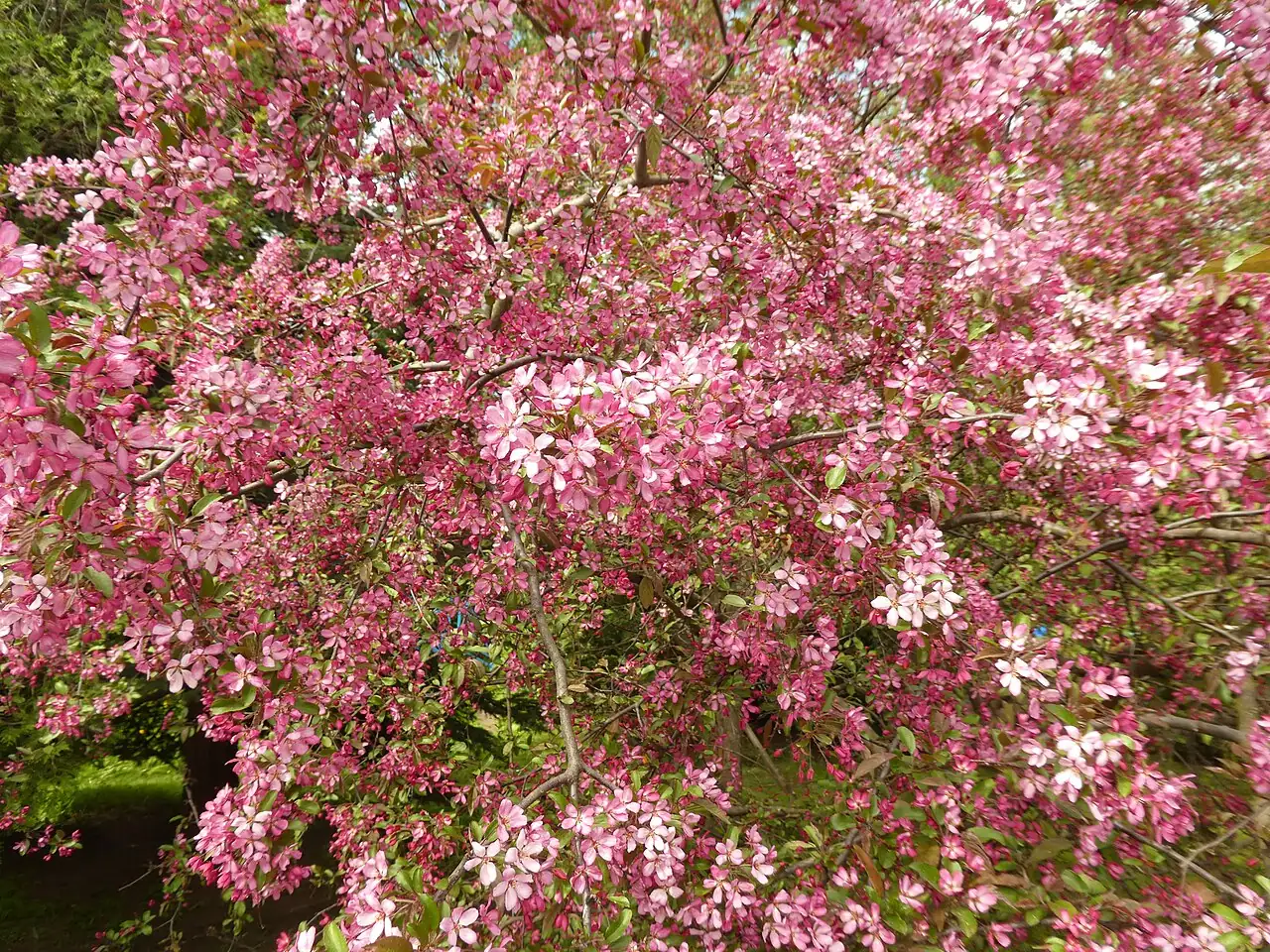 三叶海棠 (Malus sieboldii) — 更多视角