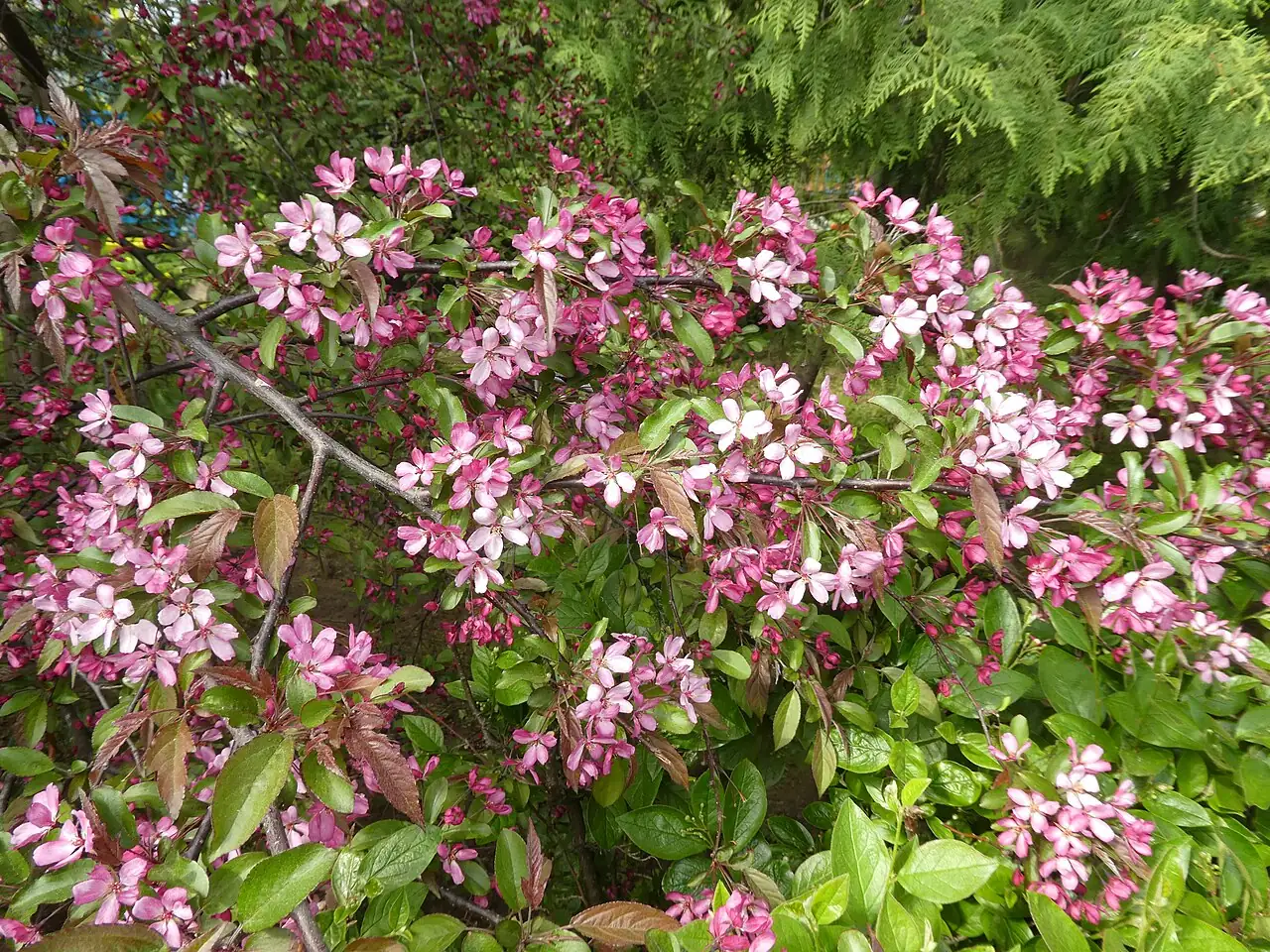 三叶海棠 (Malus sieboldii) — 更多视角