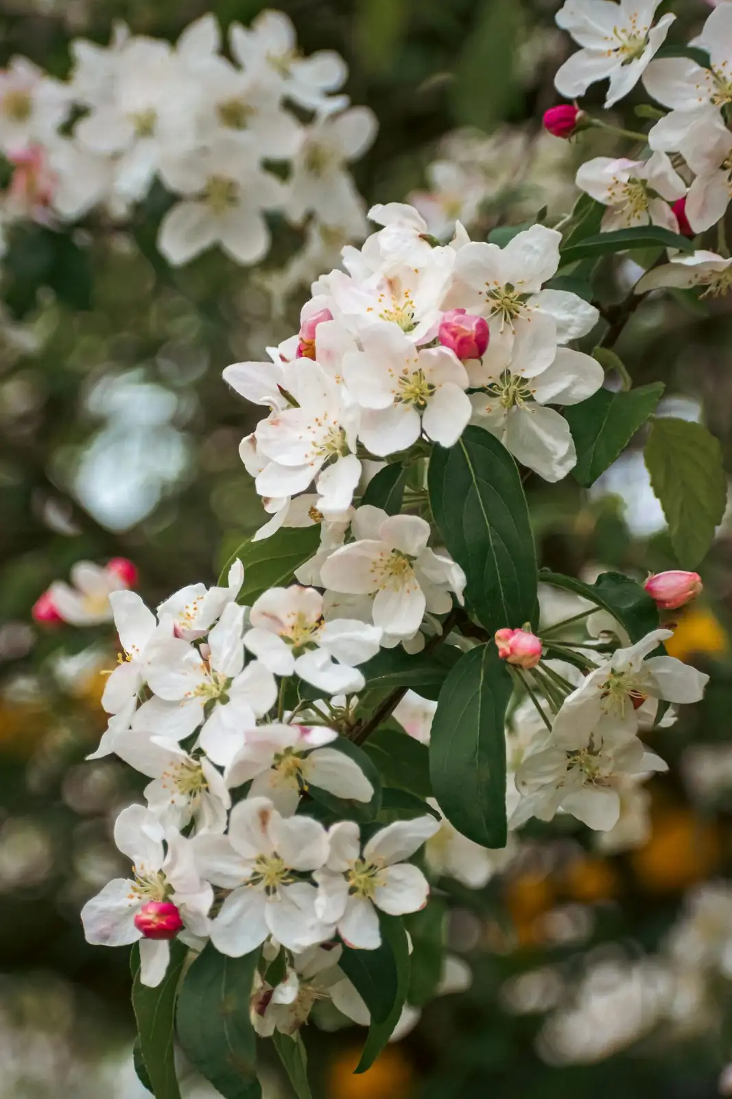 三叶海棠 (Malus sieboldii) — 主图