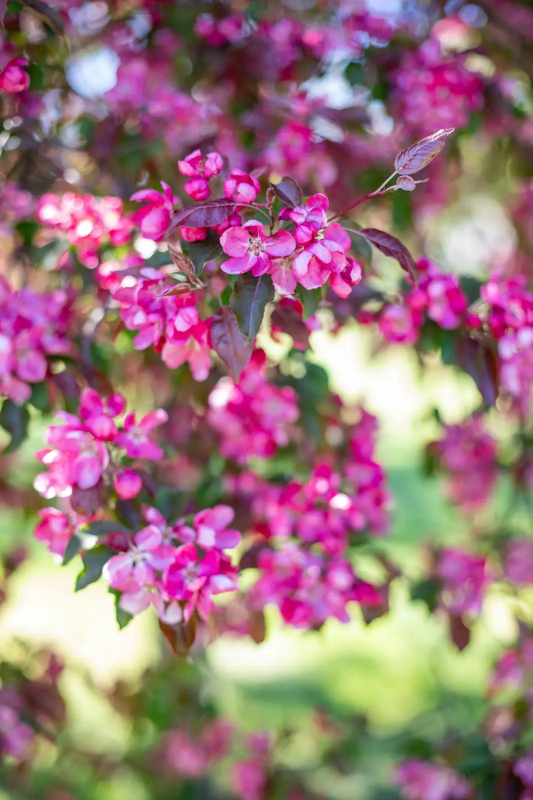 三叶海棠 (Malus sieboldii) — 细节