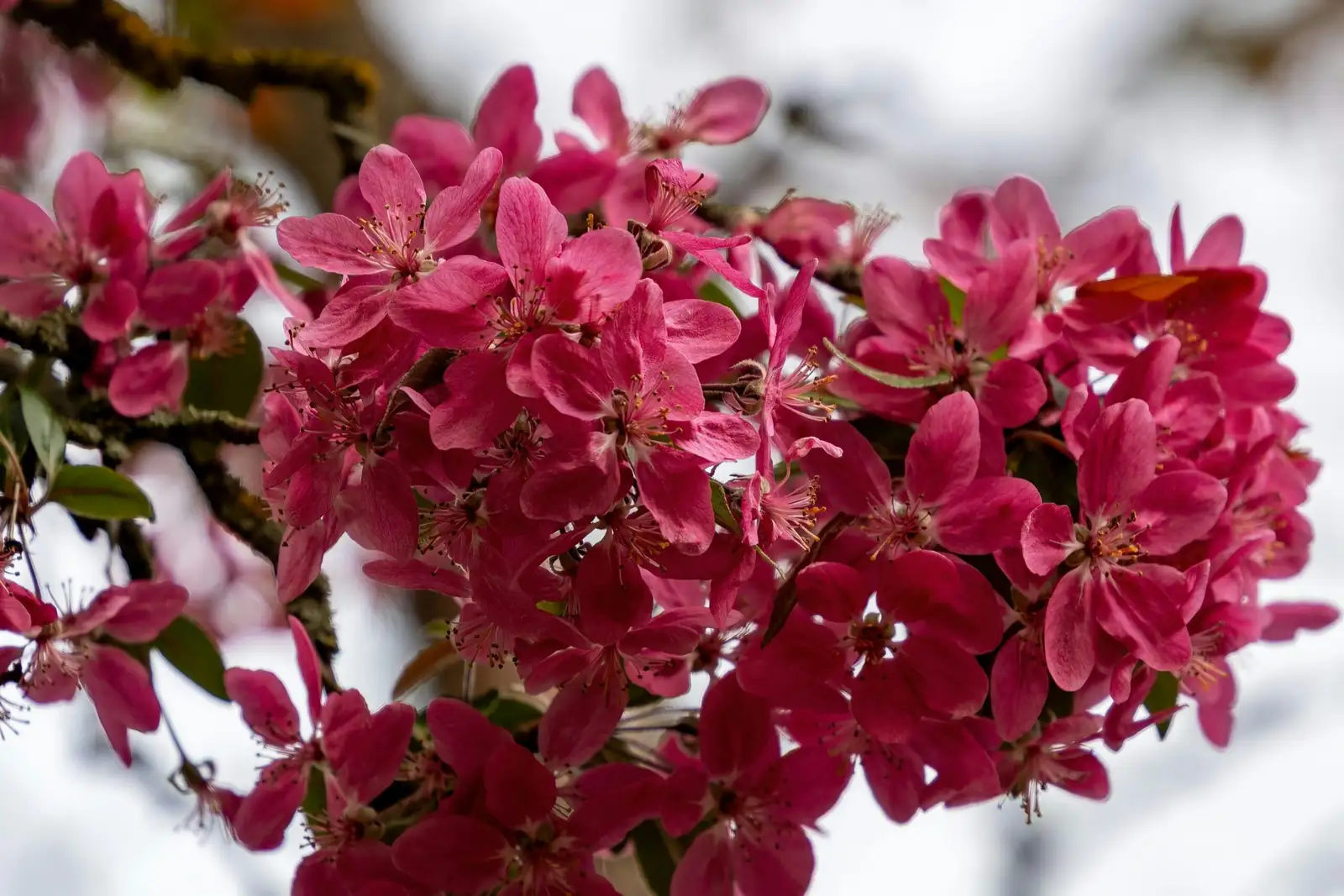 三叶海棠 (Malus sieboldii) — 特写