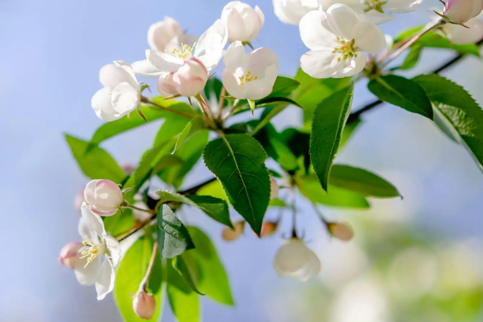 三叶海棠 (Malus sieboldii) — 环境展示