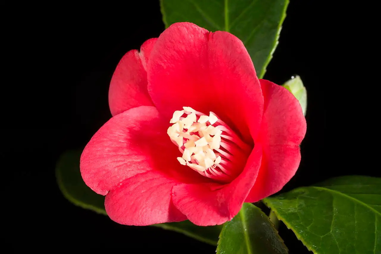 山茶 (Camellia japonica) — 特写