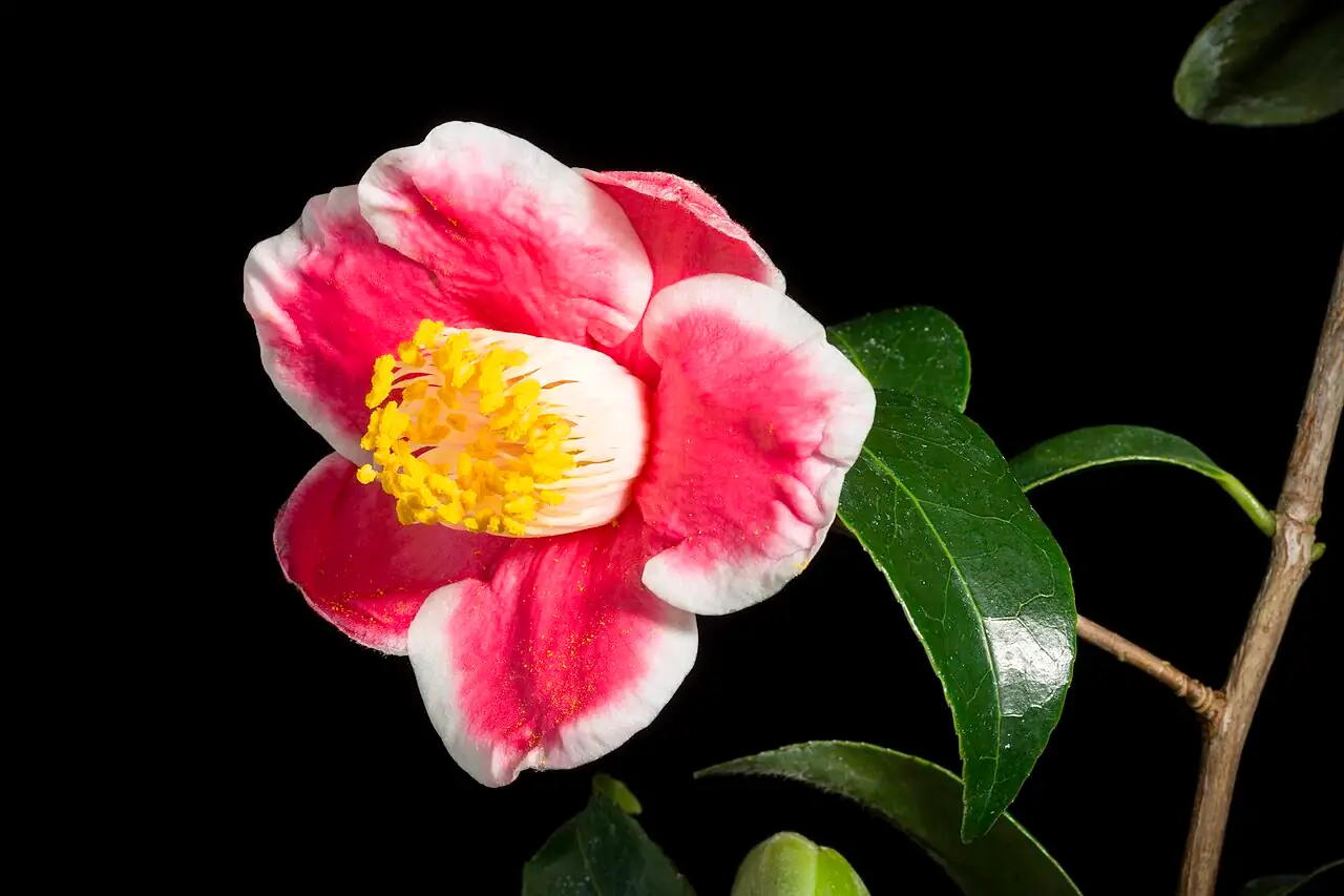 山茶 (Camellia japonica) — 更多视角